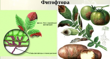 Jak se vypořádat s plísní na rajčatech ve skleníku a na otevřeném poli